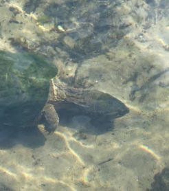 Image of turtle underwater at Fortune Lake